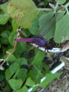 Roseate Skimmer dragonfly
