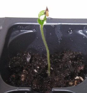 Eggplant ~ 6 days old