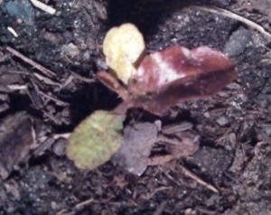 Red Romaine lettuce ~ 20 days old