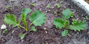 Kale ~ 42 days post planting