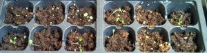 Rainbow coleus ~ 13 days post planting
