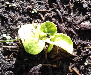 Tom Thumb lettuce ~ 27 days post planting