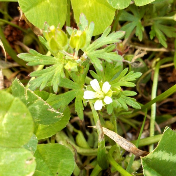 Carolina geranium flower
