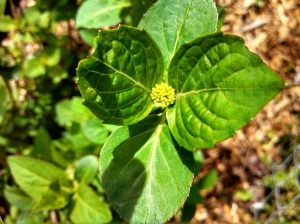 Hydrangea bud