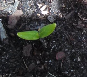 Russian Pickling cucumber ~ 5 days post planting