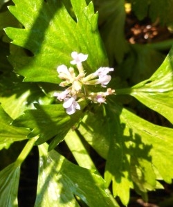 Celery flowering on second year plant