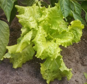 Black Seeded Simpson lettuce ~ in June!