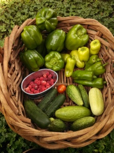 Green bell peppers, pepperoncini peppers, pickling & green & white cucumbers, raspberries, and Riesentraube tomato harvest