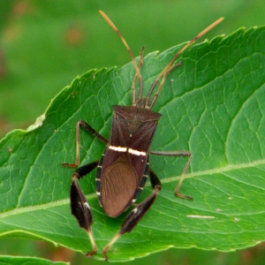 Leaf-footed bug Copyright © 2008 Robert Lord Zimlich on www.bugguide.net