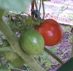 Riesentraube tomatoes ripening