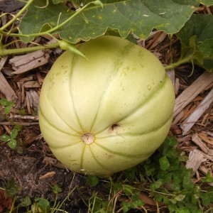 Lemon drop melon invaded by insects