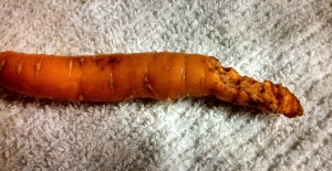 Chewed carrot