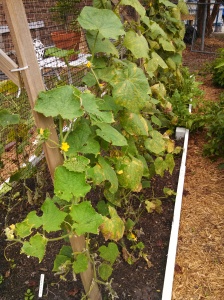 Cucumber vines post pickle worms