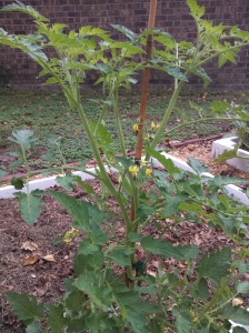 Tomato plant ~ germinated as a weed