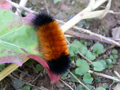 Wolly bear caterpillar (photo credit: www.butterflypictures.net)