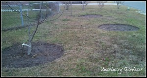 Apple trees placement