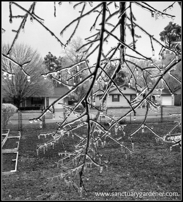 Winter Storm Pax ~ Oak branch