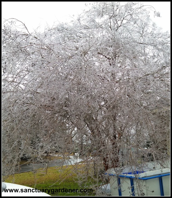 Winter Storm Pax ~ Crepe myrtle tree 2
