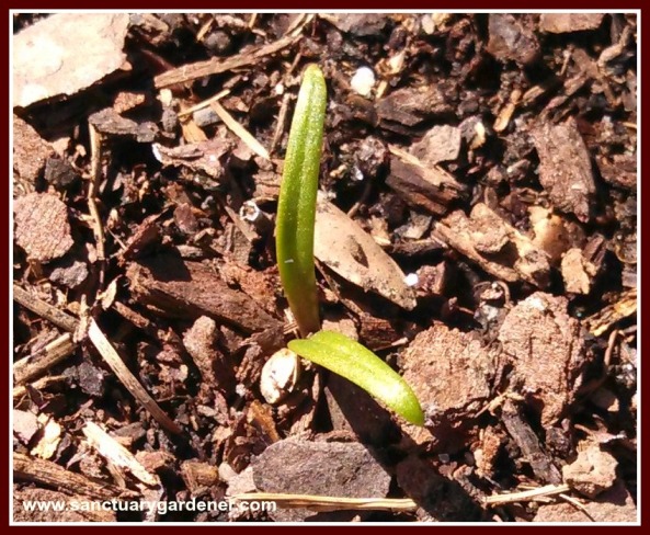 Spinach seedling survived Winter Storm Leon