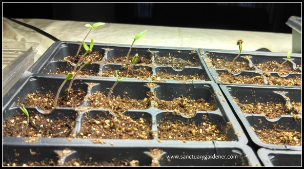 Amish paste tomato seedlings ~ 7 days post planting