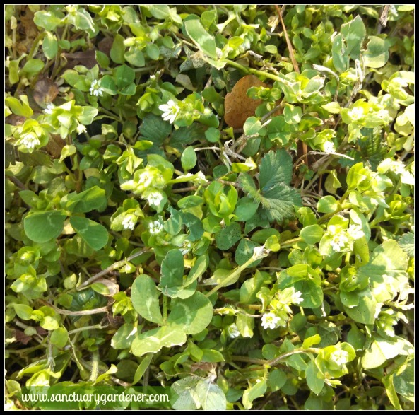 Chickweed blooming