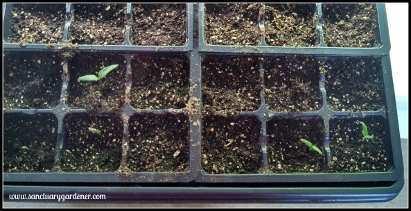Emerald Giant bell pepper seedlings ~ 13 days post planting