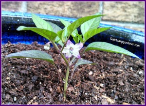 Filius Blue pepper flower