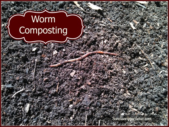 Worm Composting pic