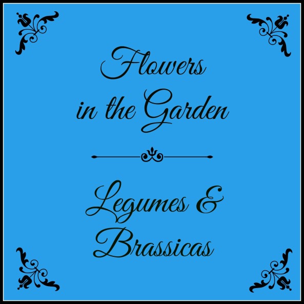 Flowers in the Garden Legumes & Brassicas pic