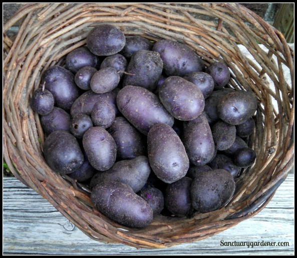 Purple potato harvest ~ May 29
