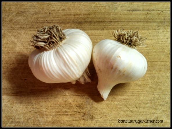 Italian Softneck garlic
