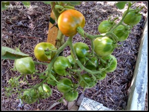 Riesentraube tomato cluster