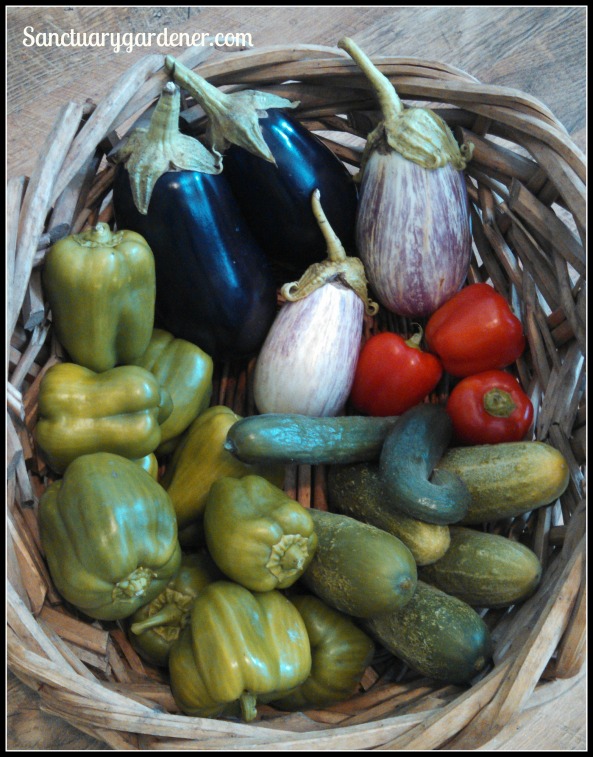 Black Beauty eggplant, Listada de Gandia eggplant, red bell peppers, 
