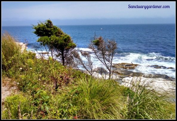 Garden by the sea at Beavertail Lighthouse, RI