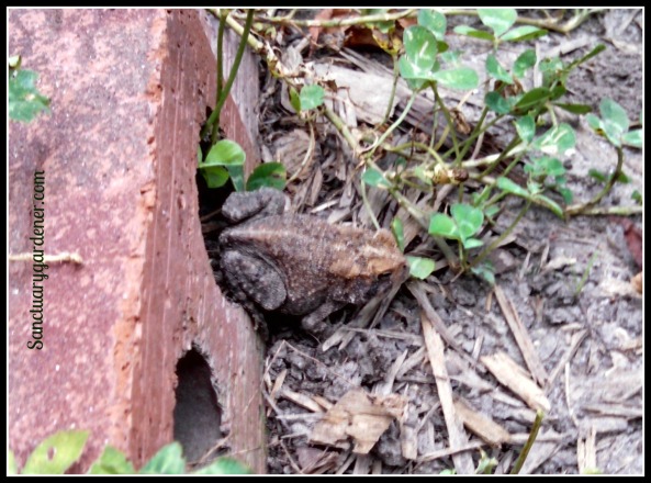 Toad hiding in my brick border