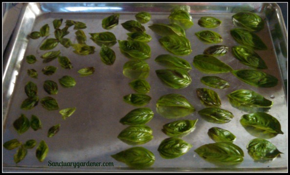 Basil ready to dry