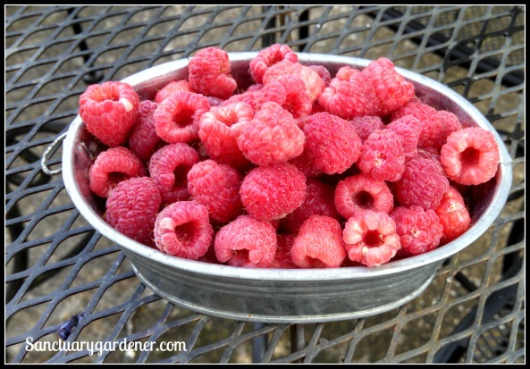 Caroline raspberries