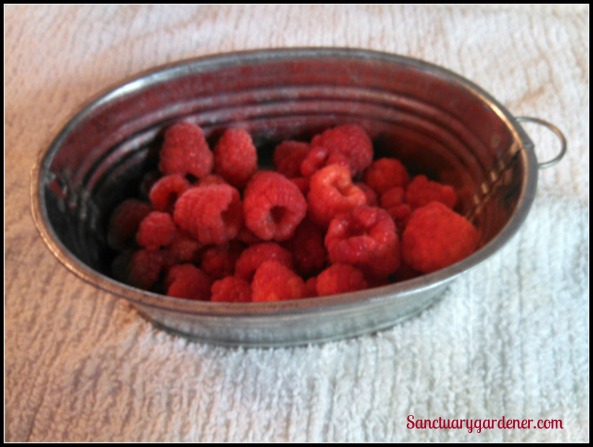 Caroline raspberries