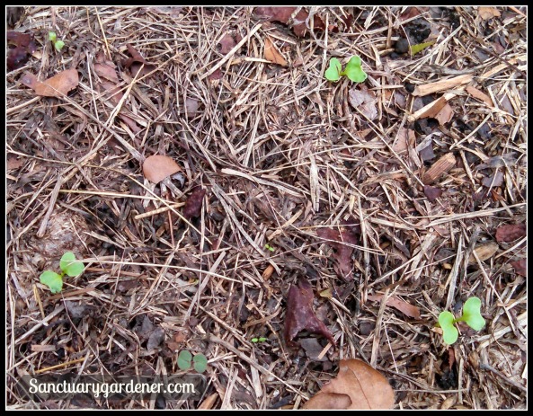 Kale seedlings ~ 7 days after planting