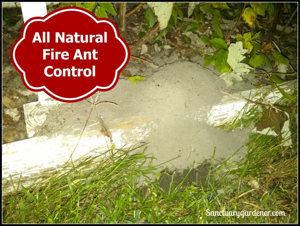 Fire Ant Control pic
