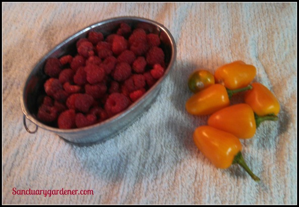 Caroline raspberries & mini yellow stuffing peppers