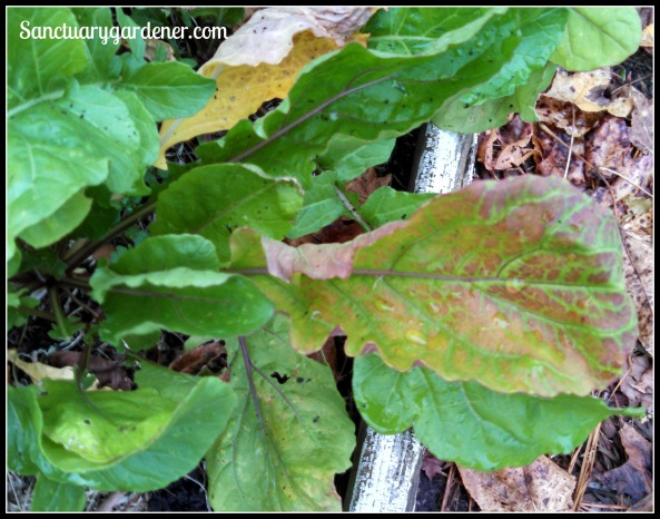 Arugula leaf showing magnesium deficiency