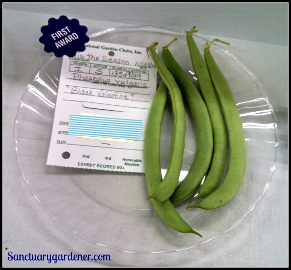 Black Valentine green beans - First place