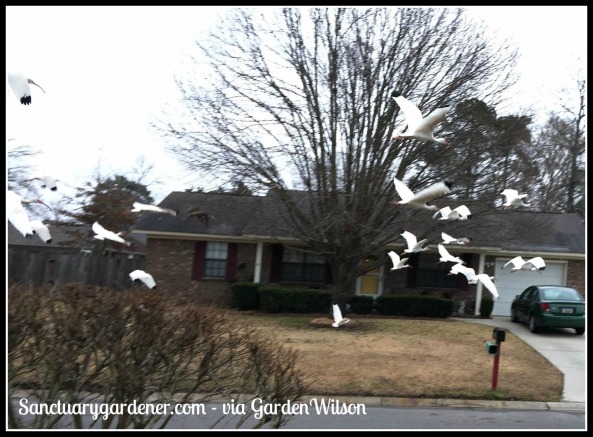 Juvenile egrets flying in front of my house