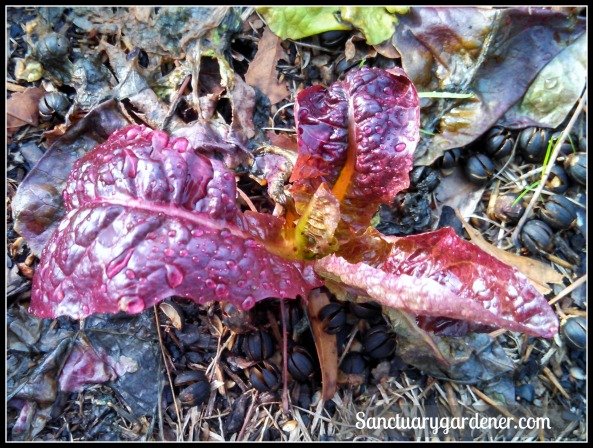 Red Romaine lettuce with new growth after a hard frost