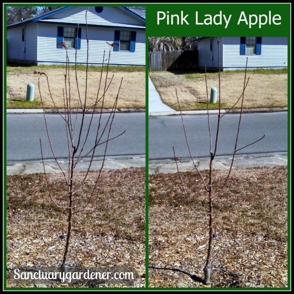 Pink Lady apple tree pruning