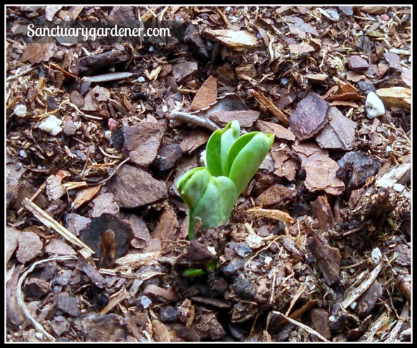 Tiny Tim pea seedling ~ 3 weeks after planting