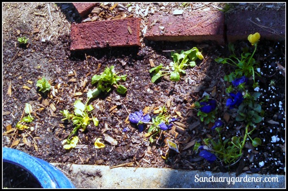 New yellow pansies planted