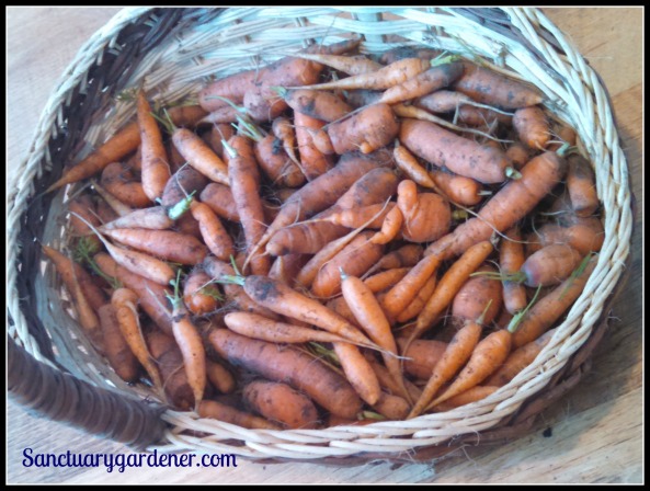 Nantes carrots