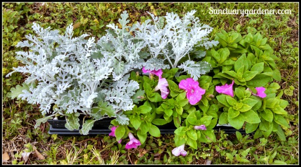Dusty Miller & Petunias for planting